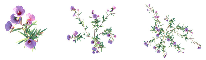 Clarkia rubicunda Blasdale Tree plan top view png cutout transparent background