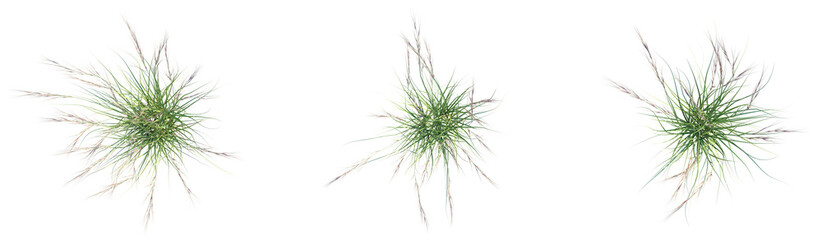 Aristida purpurea Tree plan top view png cutout