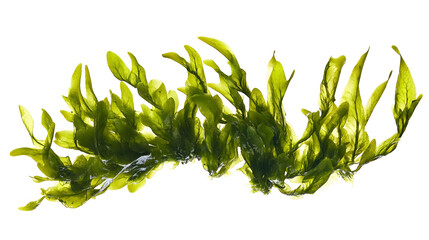 seaweed png