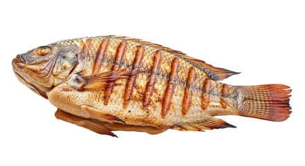 Grilled fish cutout isolated on transparent bg, png