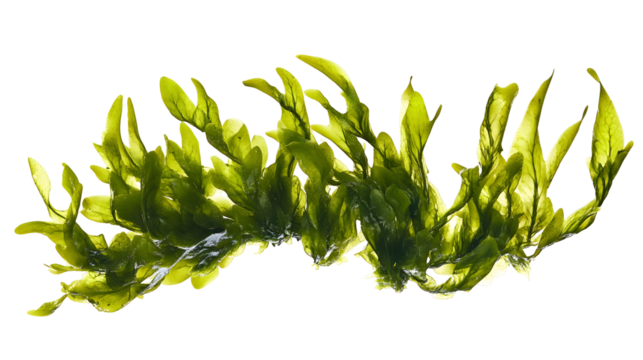 seaweed png