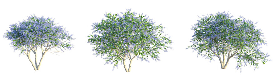 Ceanothus x impressus dark star Tree 4k png cutout