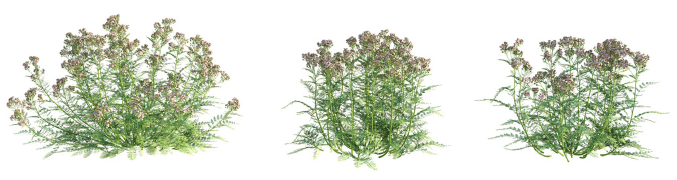 Achillea millefolium Cameo Tree 4k png cutout transparent background