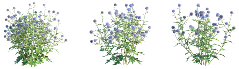 Fototapete Lila Echinops ritro Platinum Blue Tree 4k png cutout  © DH Tree Stock