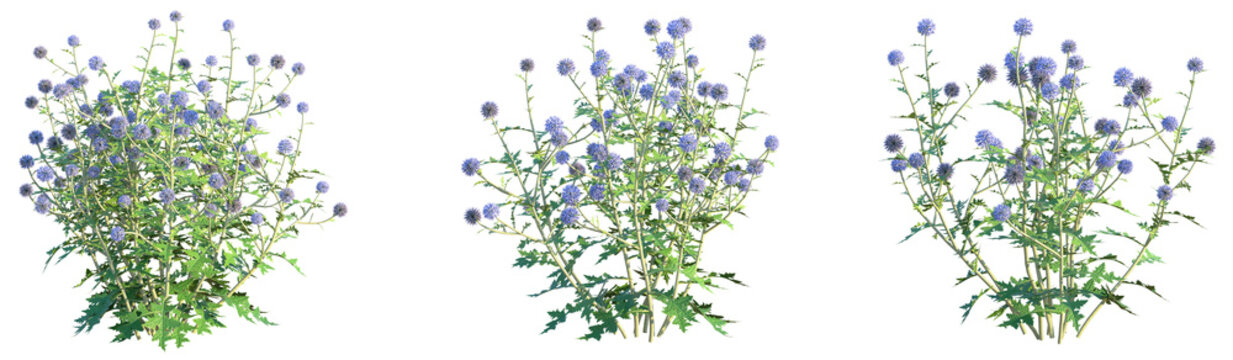 Echinops ritro Platinum Blue Tree 4k png cutout