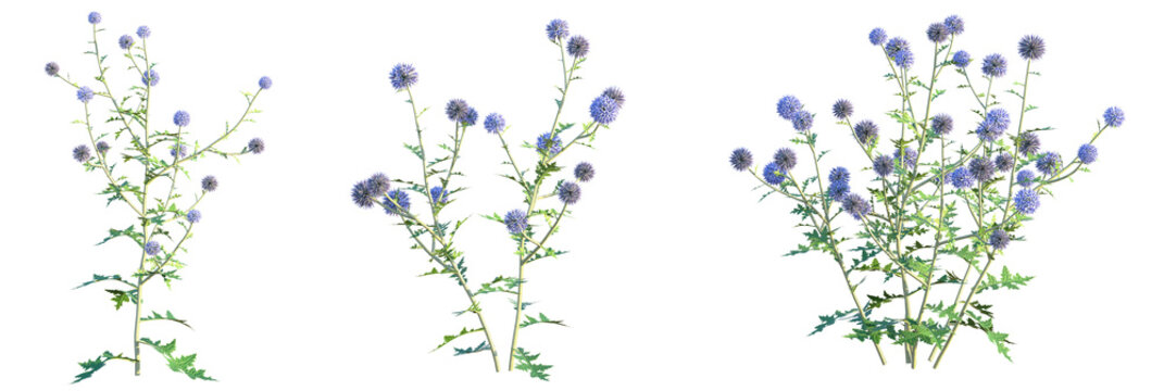 Echinops ritro Platinum Blue Tree 4k png cutout isolate