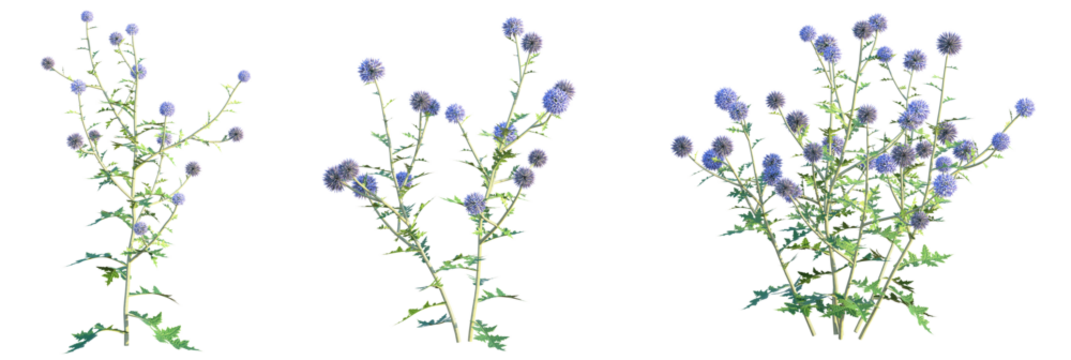 Echinops ritro Platinum Blue Tree 4k png cutout isolate