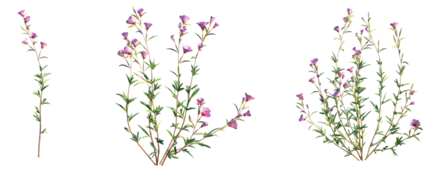 Clarkia rubicunda Blasdale Tree 4k png cutout transparent background