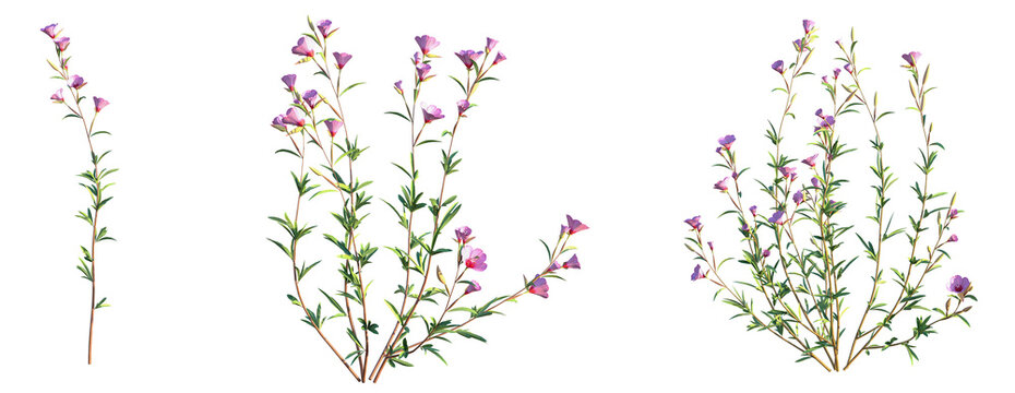 Clarkia rubicunda Blasdale Tree 4k png cutout transparent background