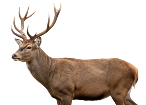 Majestic male deer standing confidently in profile, cutout isolated on transparent bg, png