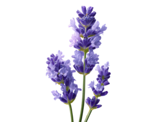 Lavender sprigs purple blooms against dark backdrop floral botanical, Isolated, Transparent Png
