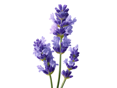 Lavender sprigs purple blooms against dark backdrop floral botanical, Isolated, Transparent Png