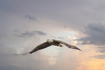 American Bald Eagle in Flight at Sunset