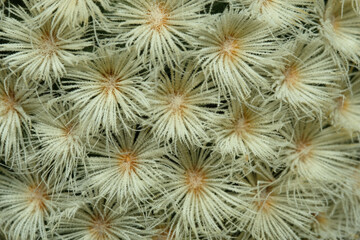 Close up detail white pale spine of mammillaria carmenae cv buddha. Isolated on black background
