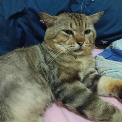 tabby cat cute pet picture