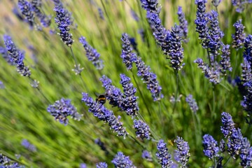 buff tailed bumble bee collecting pollen from pretty purple lavender flowers