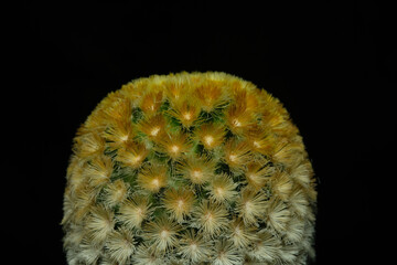 Close up detail side view of mammillaria carmenae cv buddha. Isolated on black background