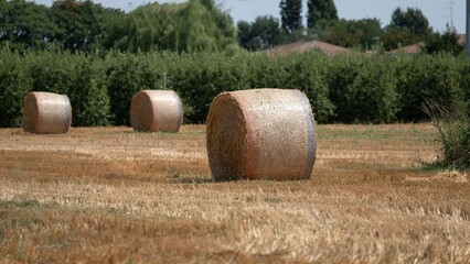 Obraz premium Round hay bales on harvested field with green trees in background