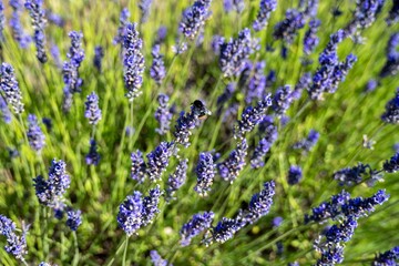 Fototapeta premium buff tailed bumble bee collecting pollen from pretty purple lavender flowers