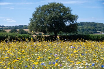 field of British wildflower meadow plants green blue, orange yellow pink with blue sky in the background at Selbourne Hampshire England © Penny