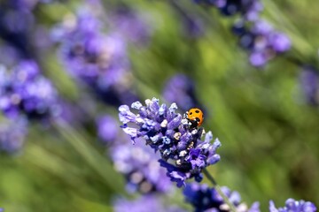 ladybird ladybug on pretty purple lavender flower with a blurred green background