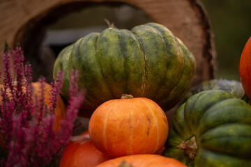 Pumpkins harvest in the autumn garden