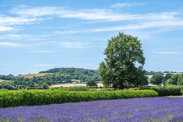 Fototapeta premium field of lavender at Selbourne Hampshire with blue sky and countryside in the background