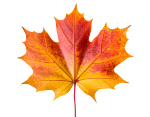 Fototapeta premium Ultra realistic maple leaf with rich autumn tones, isolated on a transparent background