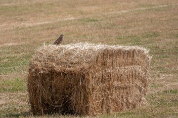 kestrel a bird of prey species belonging to the kestrel group of the falcon family perched on a...