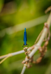 A dragonfly is sitting on a branch