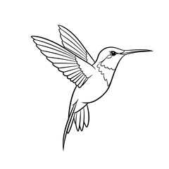 hummingbird vector illustration