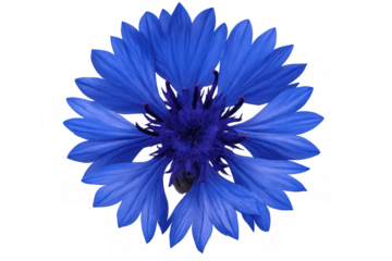 Studio shot of a cornflower blossom with vibrant blue petals, isolated on a transparent background
