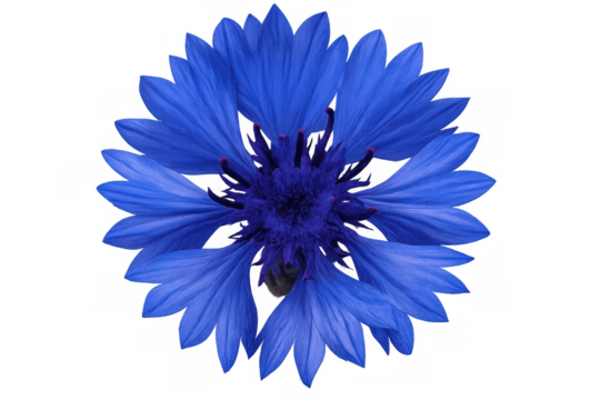 Studio shot of a cornflower blossom with vibrant blue petals, isolated on a transparent background