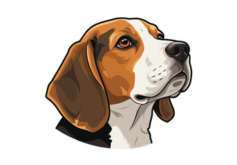beagle on white background