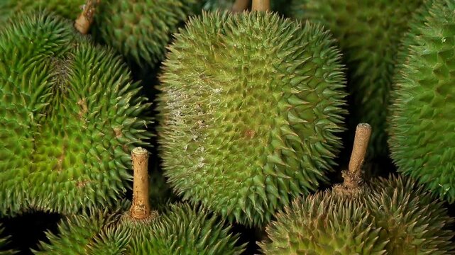 Durian season is the "king of fruits" in Malaysia such as Musang King, D24, Udang Merah, Black Durian and Kampung Durian.