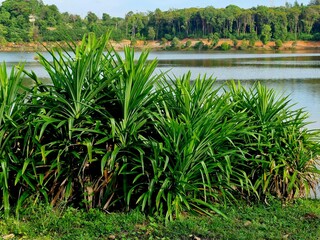 Lush Pandan Wangi plants on the edge of the lake