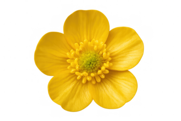 Yellow buttercup blossom highlighting golden petals, detailed stamen revealing botanical intricacy against clean transparent backdrop