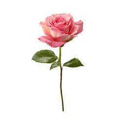 Single pink rose with green stem and leaf, isolated on a white background
