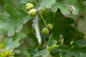green young oak acorns in leaves
