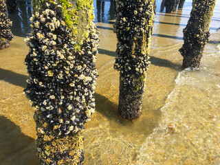 Pier pilings with barnacles and seaweed growth. Pier structure with waves rolling into shore on a bright sunny day. Low tide with small waves rolling in