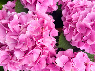 A lush cluster of bright pink hydrangea flowers in full summer bloom, their vibrant petals creating a stunning natural decoration for gardens and landscapes. Perfect for summer gardening concepts.