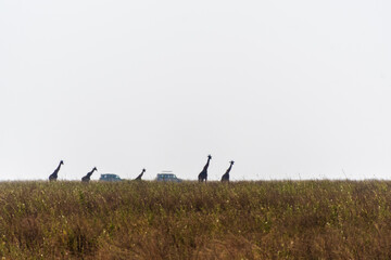 Telephoto of Masai Giraffe - Giraffa tippelskirchi- in the distance of in the Serengeti, Tanzania
