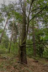 Fototapeta premium trees in the forest
