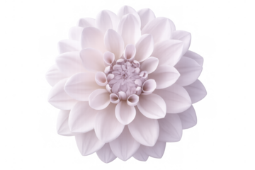 White dahlia flower blooming with intricate, layered petals, isolated on transparent background, highlighting botanical elegance