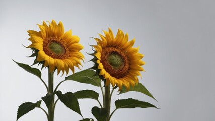 Fototapeta premium Pair of bright yellow sunflowers with green leaves on a soft gray background