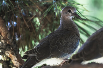 Close-up of an adult turtle dove chick sitting on a pine branch.