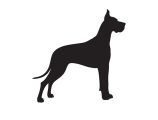 Silhouette vector of a Great Dane standing tall, long legs and narrow head
