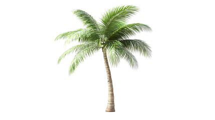 Obraz premium palm tree clipart png