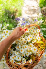 Woman’s hand holds a basket filled with freshly picked medicinal herbs—daisies and St. John's wort—on a stone garden path. Natural healing, herbal medicine, eco lifestyle.