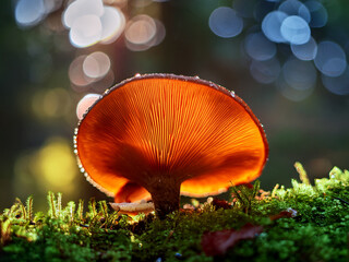 Herbal medicine concept with reishi mushroom on neutral background
